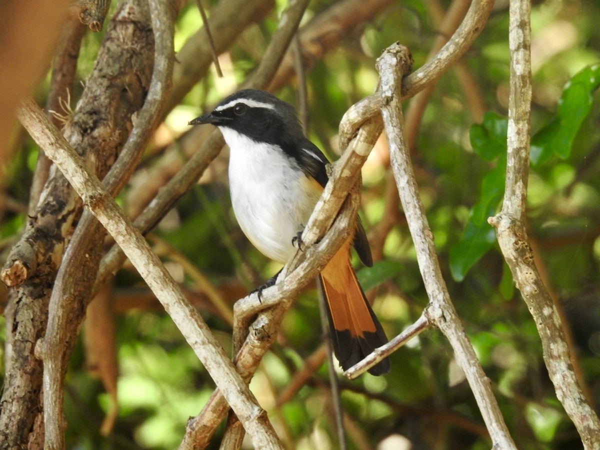 White-throated Robin-Chat - Nick Odio