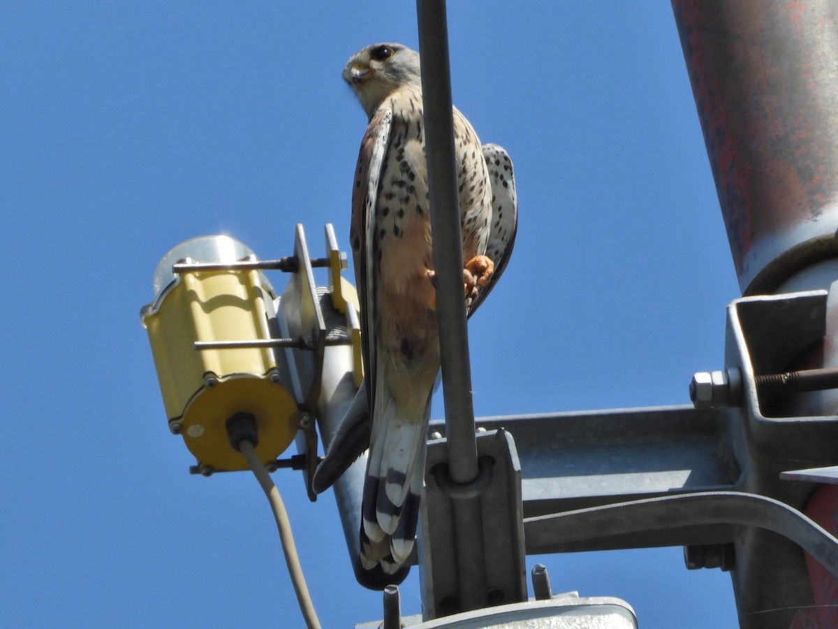 Eurasian Kestrel - ML618550776