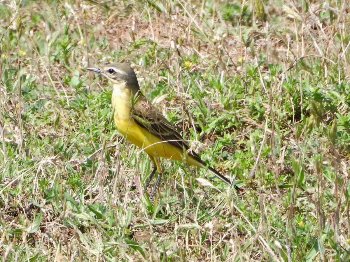 Western Yellow Wagtail - ML618550797