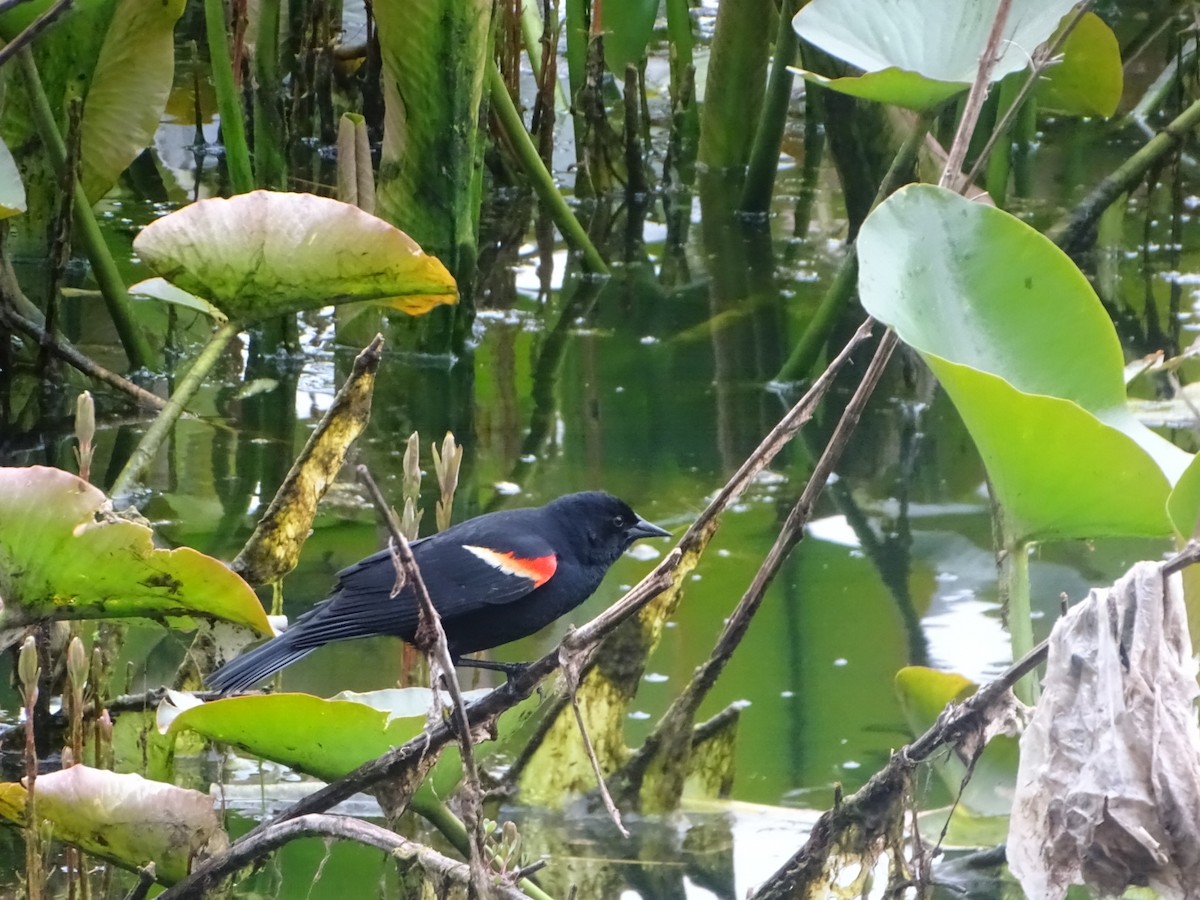 Red-winged Blackbird (Red-winged) - Robert Solomon