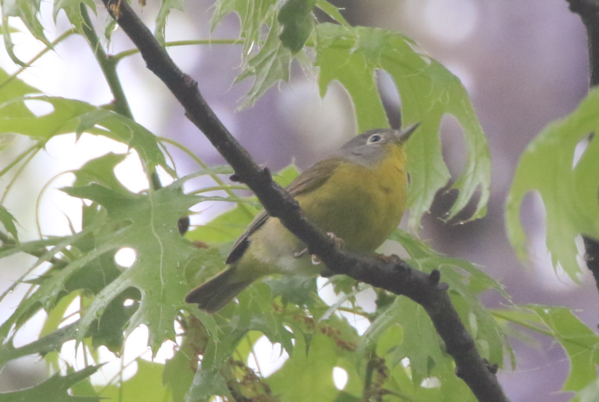 Nashville Warbler - ML618550824