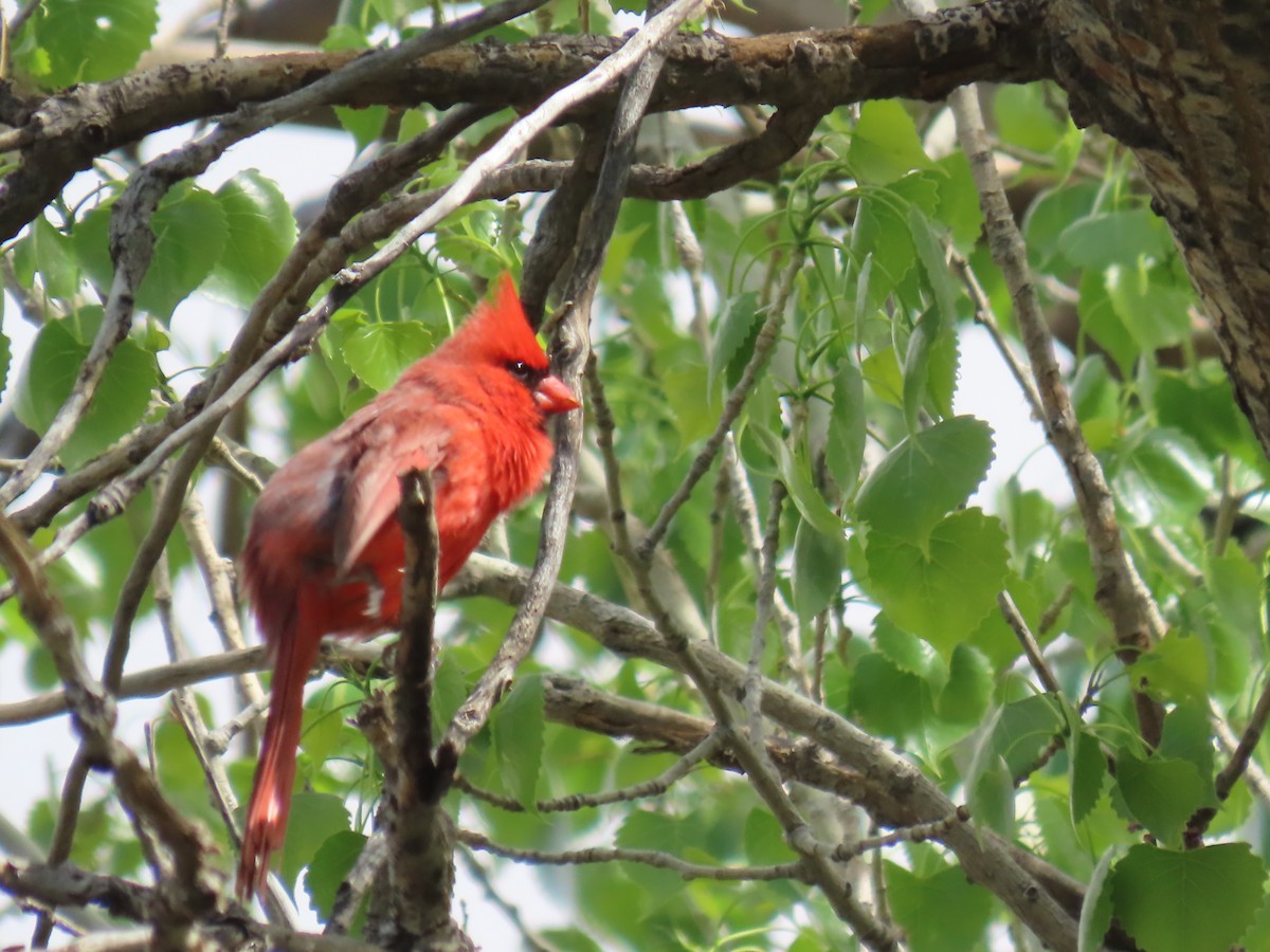 Northern Cardinal - Katherine Holland