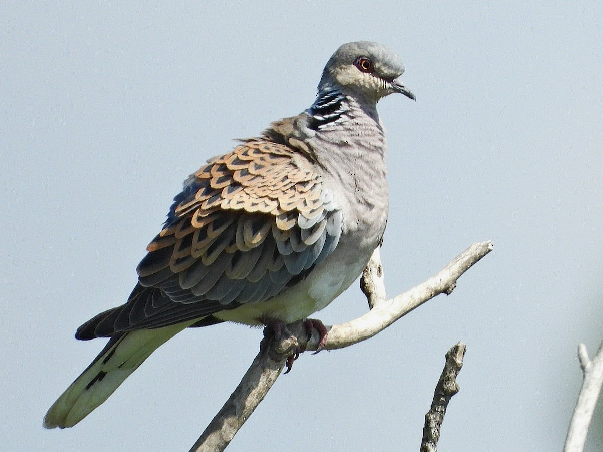 European Turtle-Dove - ML618550846