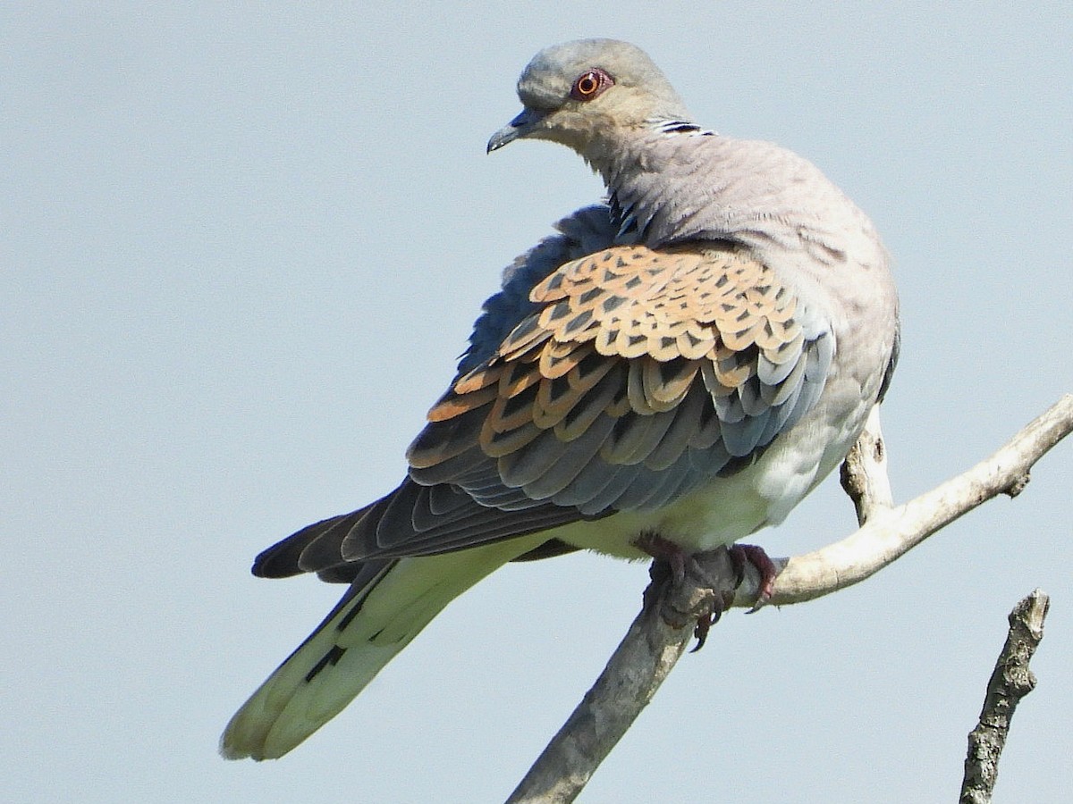 European Turtle-Dove - ML618550847