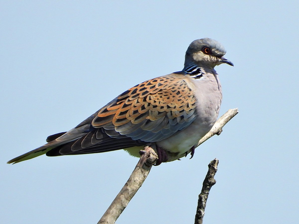 European Turtle-Dove - ML618550848