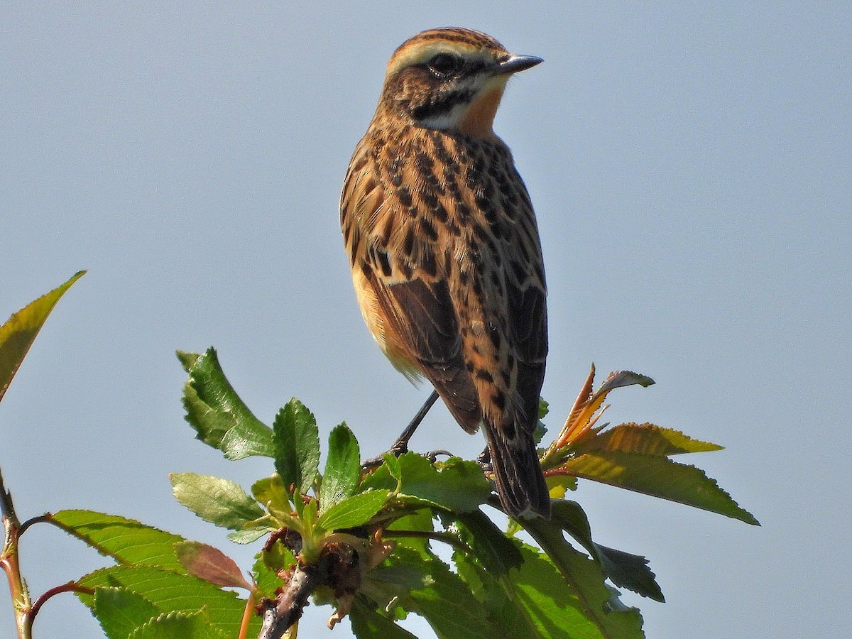 Whinchat - ML618550860