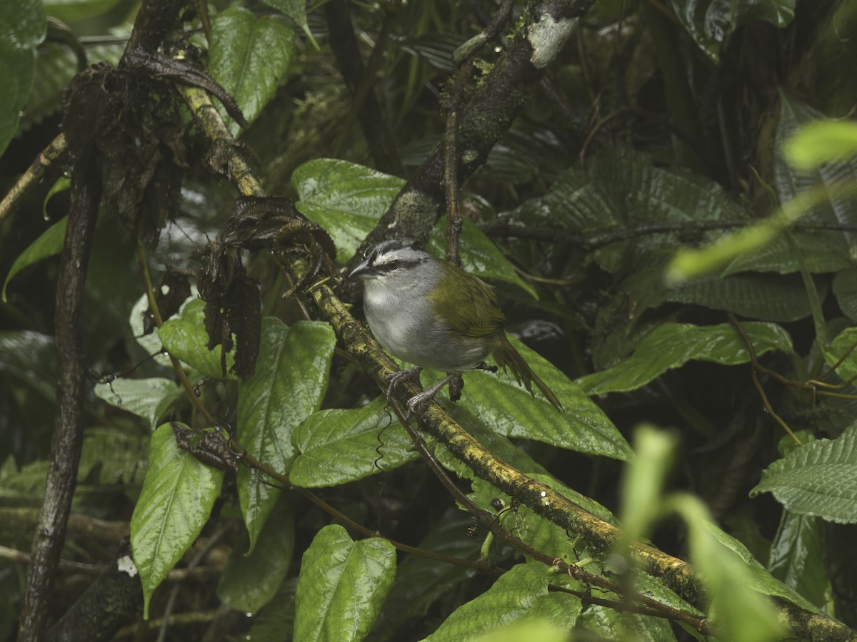 Black-striped Sparrow - Alex Mesquita