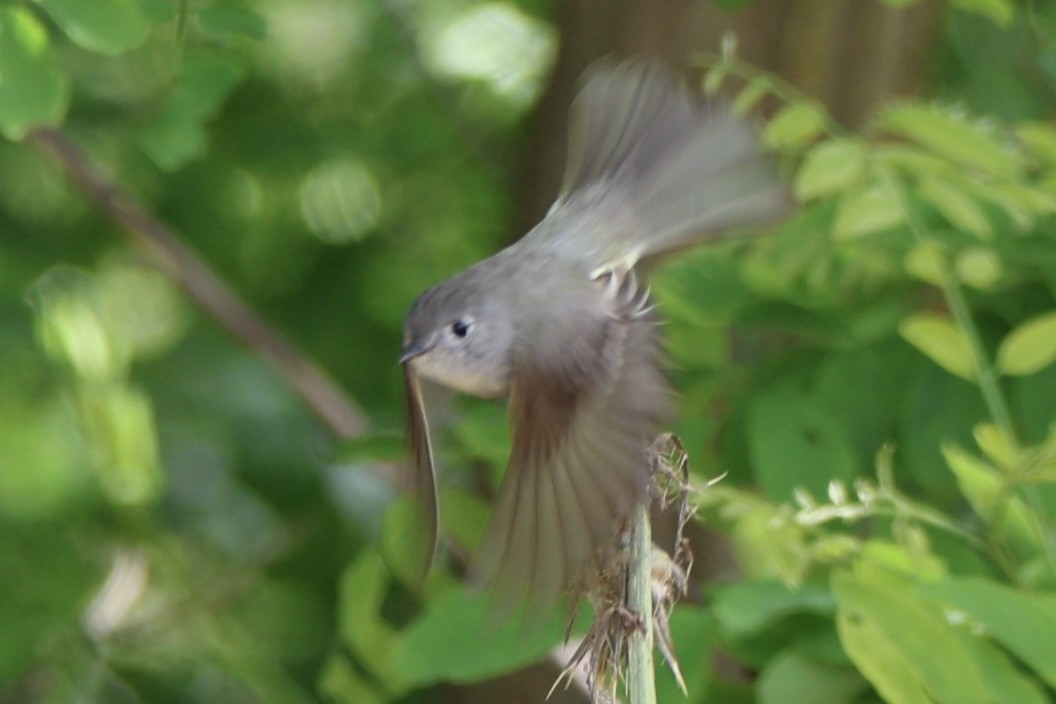 Hammond's Flycatcher - ML618550867