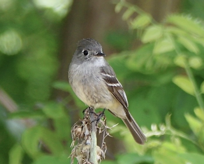 Hammond's Flycatcher - ML618550868