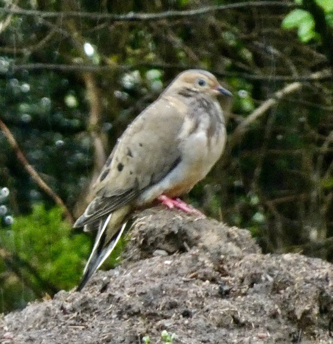 Mourning Dove - Connee Chandler