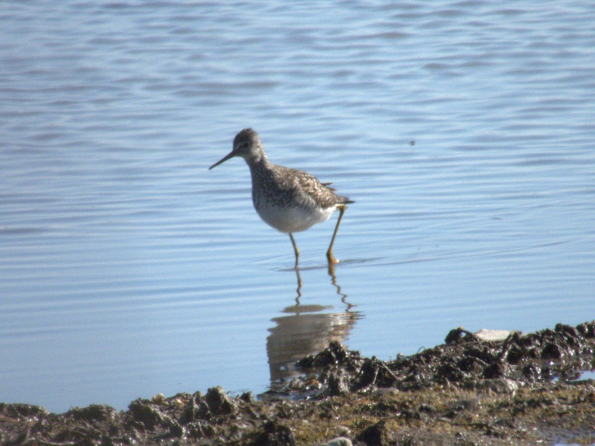 Lesser Yellowlegs - Vince Hiebert