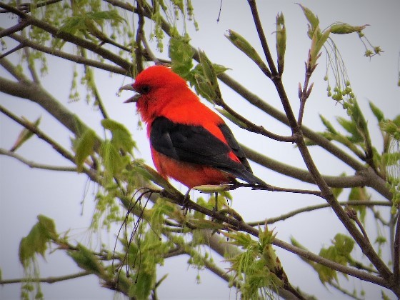 Scarlet Tanager - ML618550902