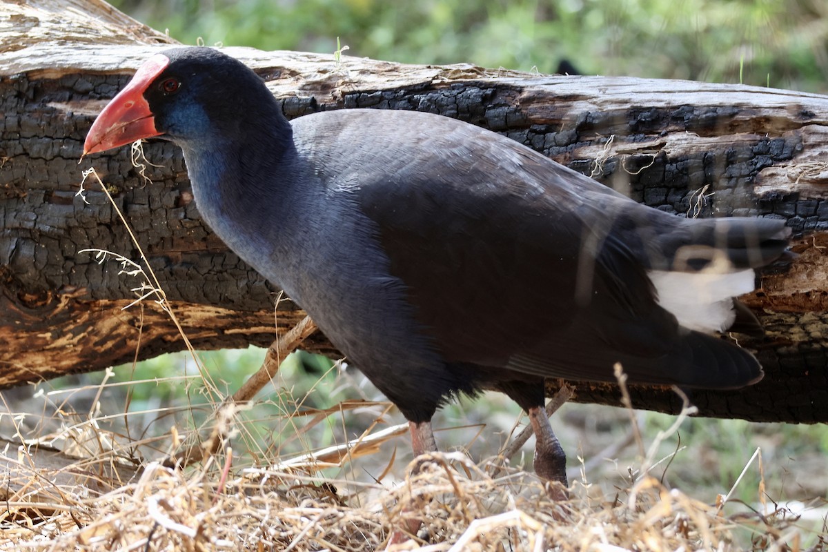 Australasian Swamphen - ML618550919