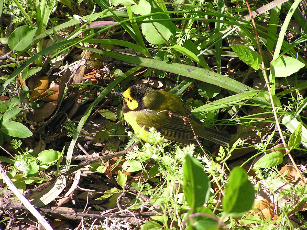 Hooded Warbler - ML618550934