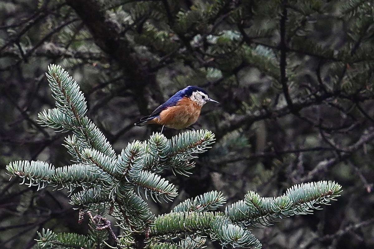 Przevalski's Nuthatch - Dong Qiu