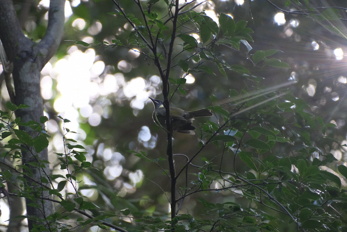 Lewin's Honeyeater - ML618550973