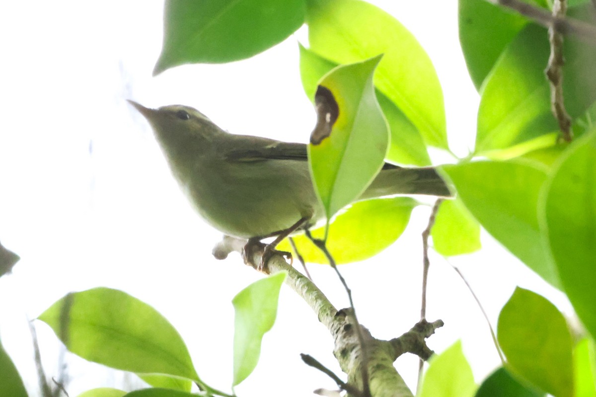 Two-barred Warbler - 志民 蘇