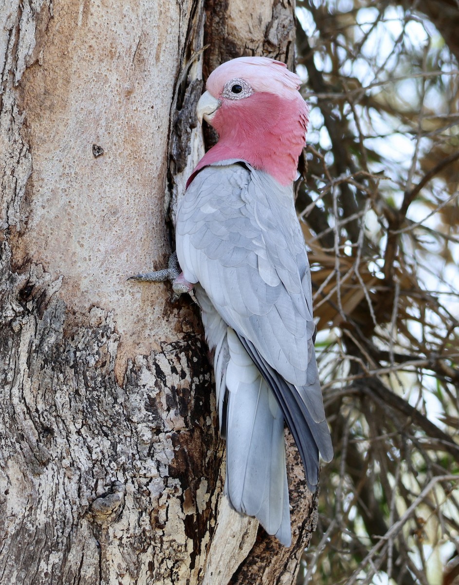 Galah - Terry O’Connor