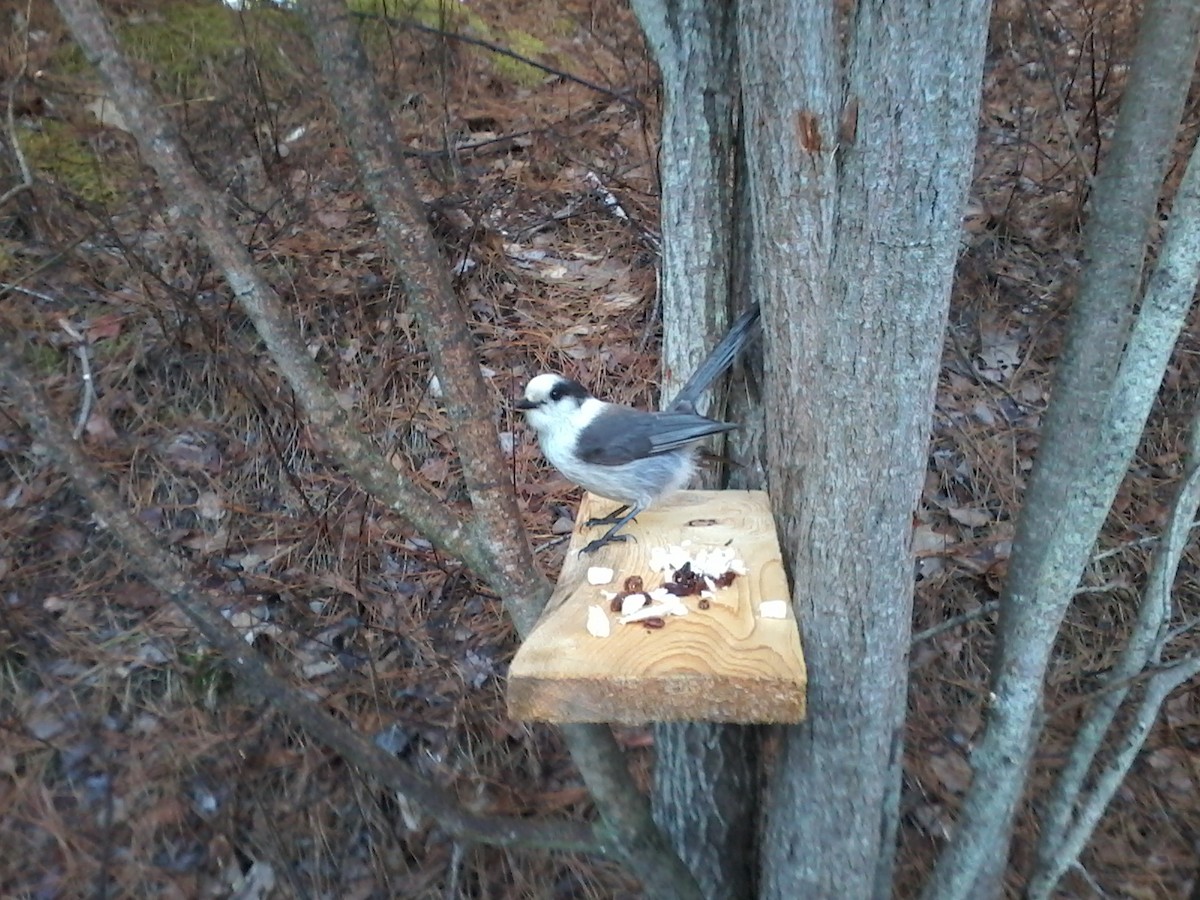 Canada Jay (Boreal) - Brian Shulist