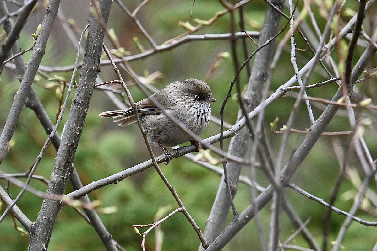 Chinese Fulvetta - Dong Qiu