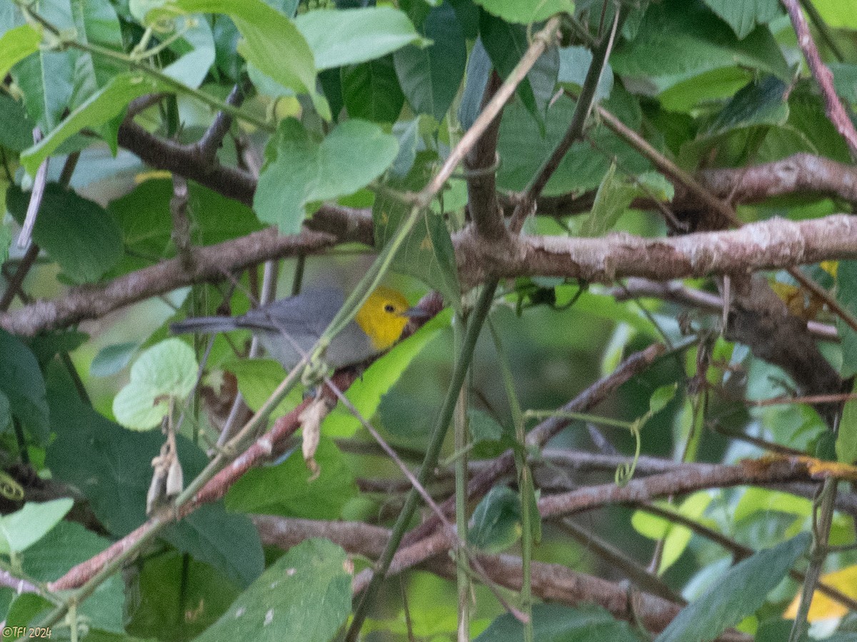 Yellow-headed Warbler - T I