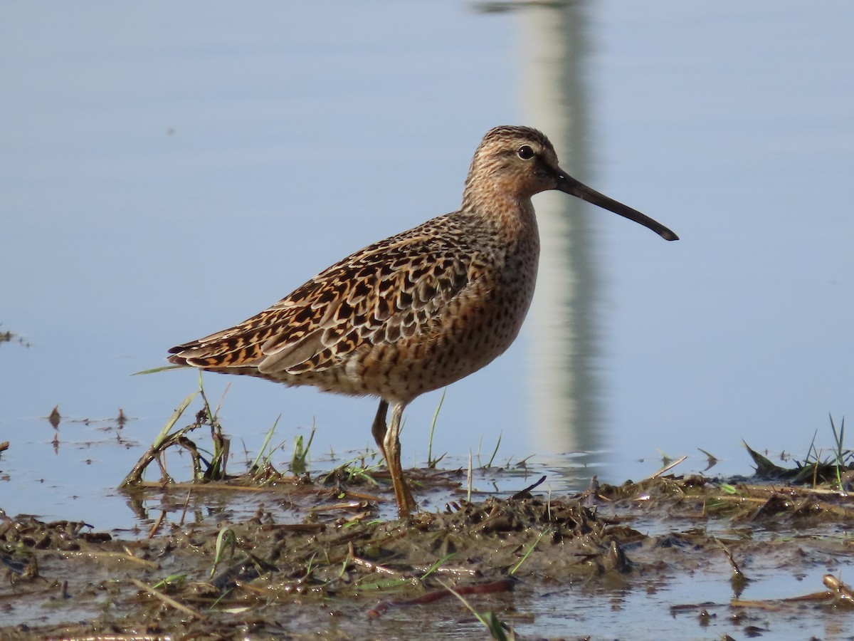 Short-billed Dowitcher - Christopher Hollister