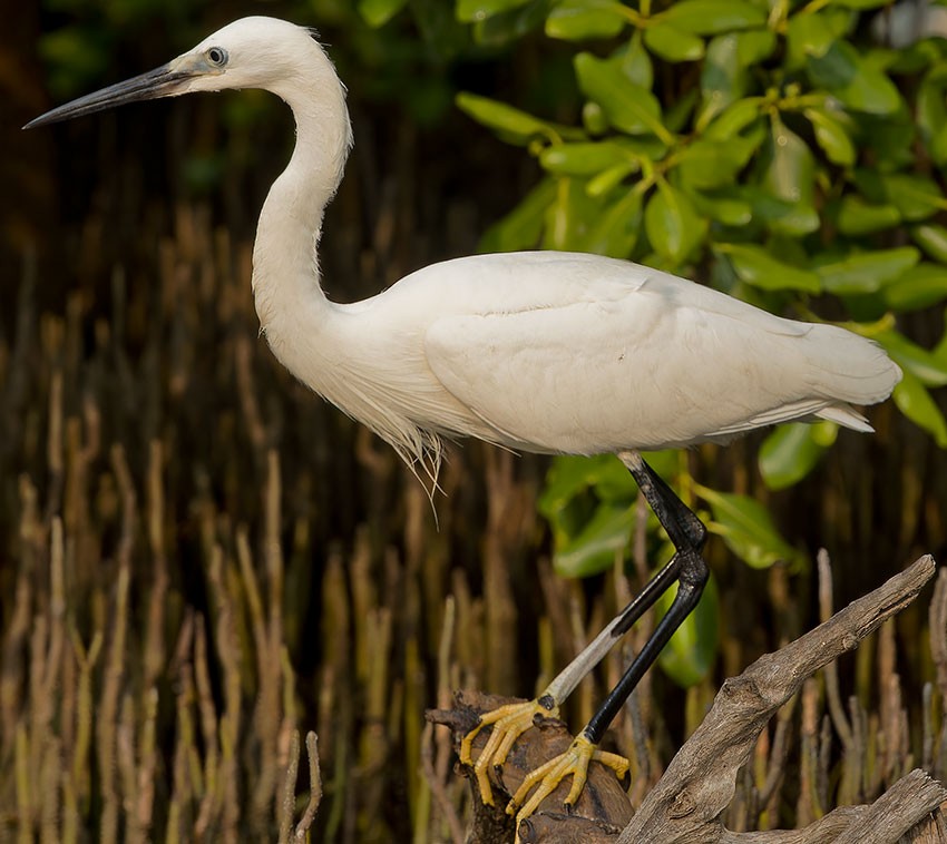 Little Egret - ML618551026