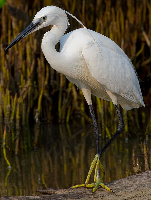 Little Egret - ML618551027