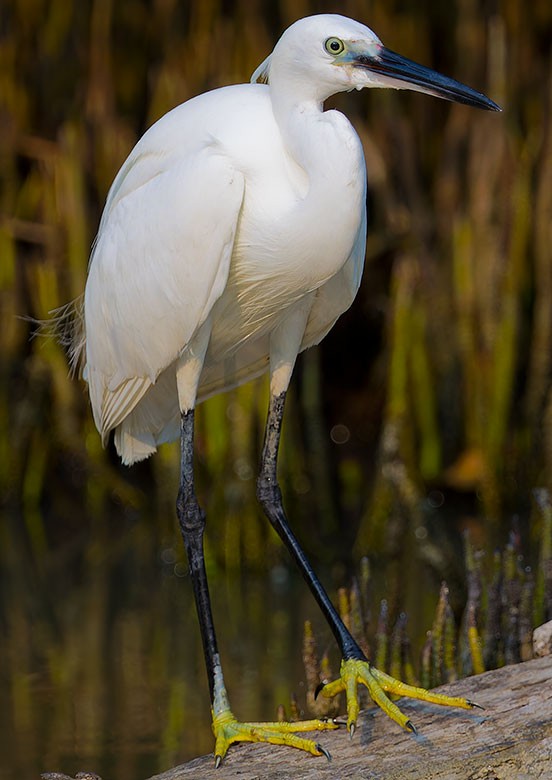 Aigrette garzette - ML618551029