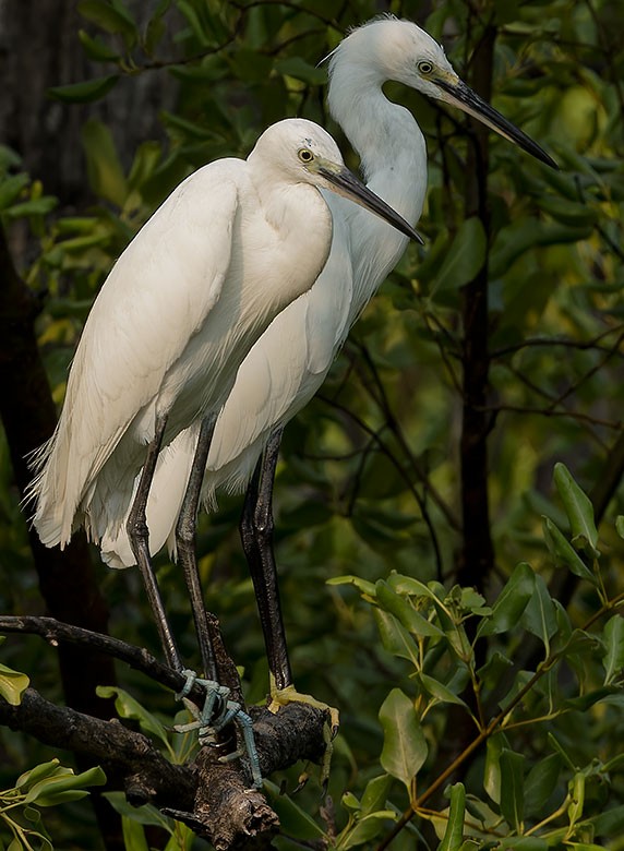 Little Egret - ML618551030