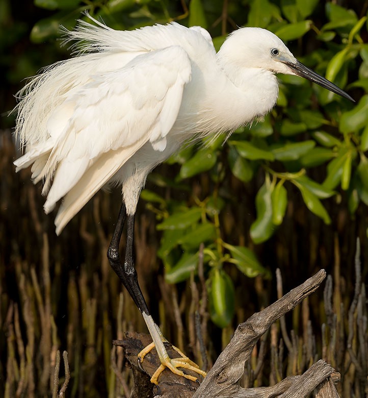 Little Egret - ML618551031