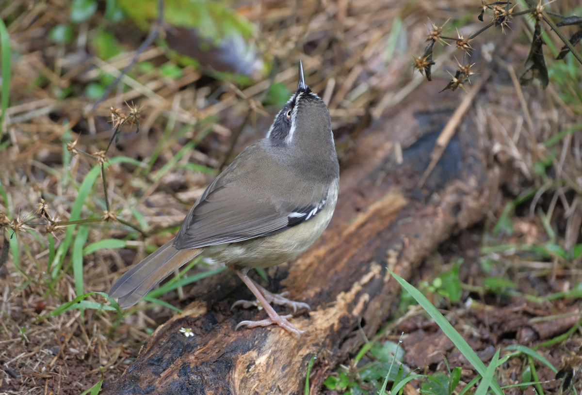 Weißbrauensericornis - ML618551036