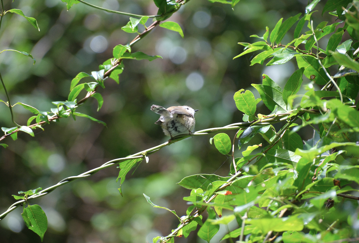 Brown Gerygone - ML618551044