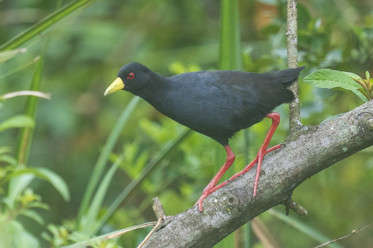 Black Crake - Joseph Walston