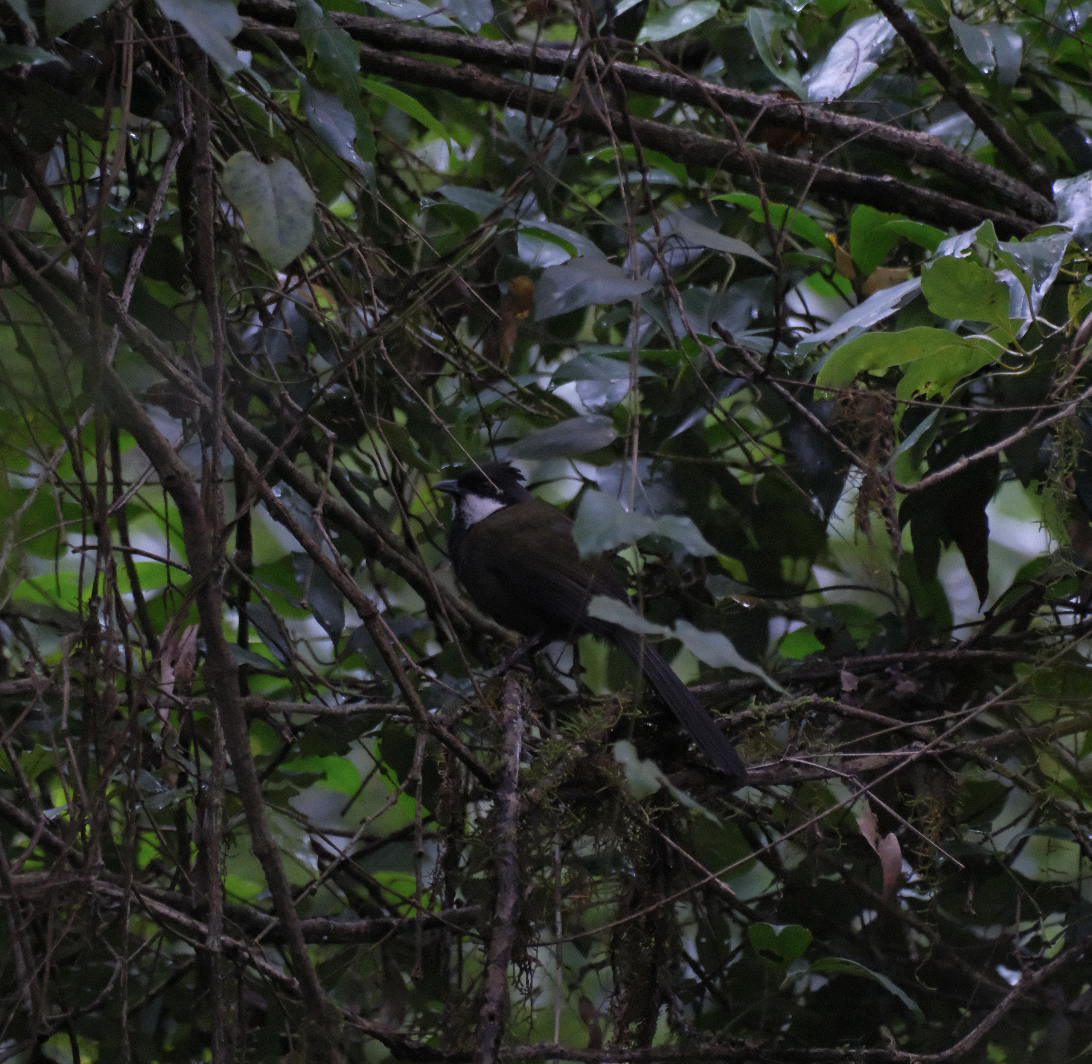 Eastern Whipbird - ML618551055