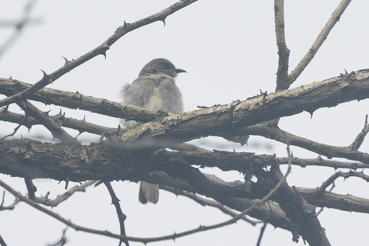 Wahlberg's Honeyguide - Joseph Walston