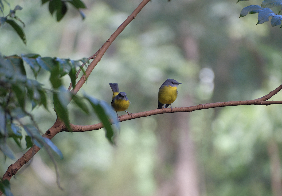 Eastern Yellow Robin - ML618551111