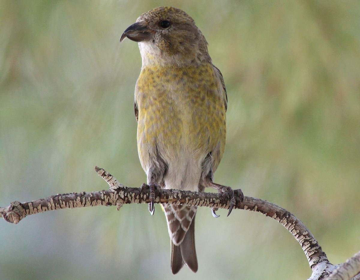 Red Crossbill - Ron Hirst