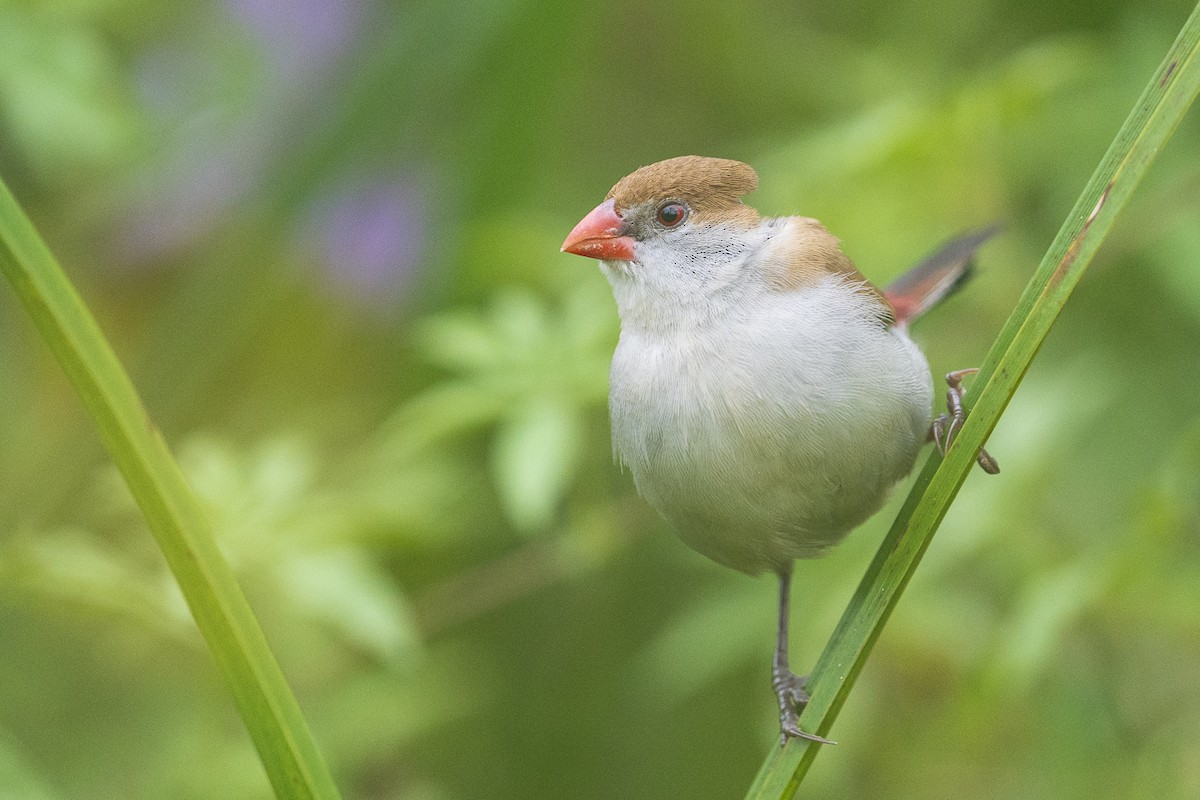 Fawn-breasted Waxbill (Fawn-breasted) - ML618551190