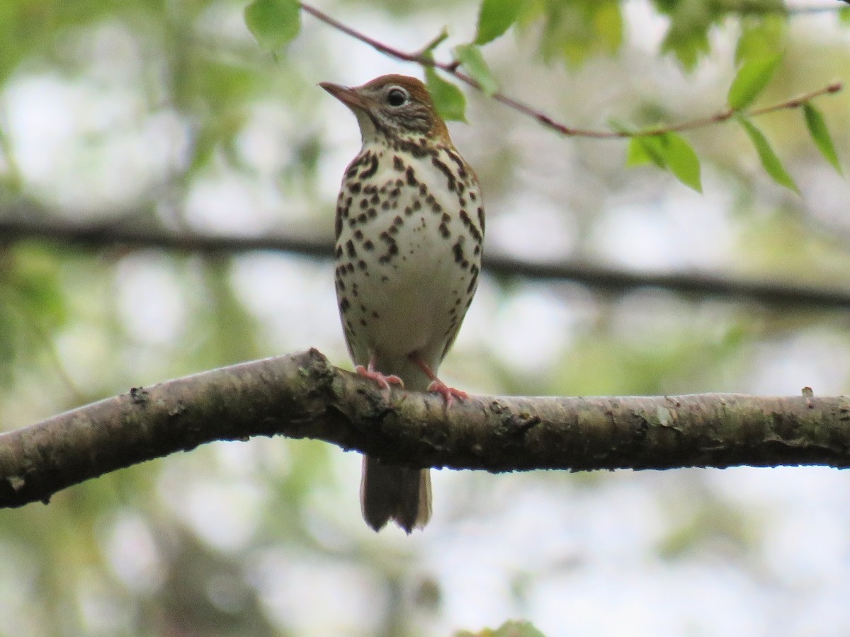 Wood Thrush - ML618551197