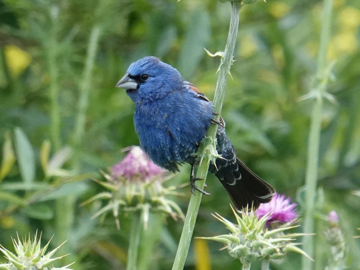 Blue Grosbeak - ML618551206