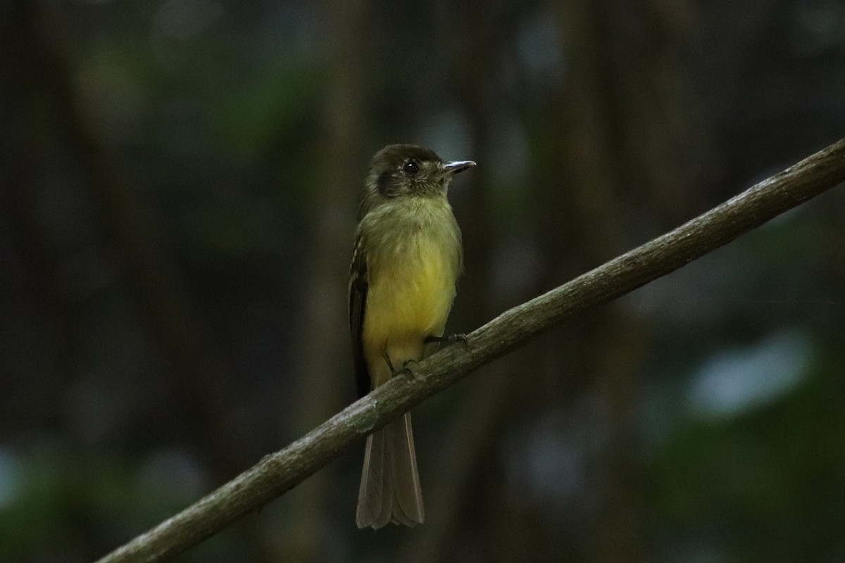 Sepia-capped Flycatcher - ML618551207