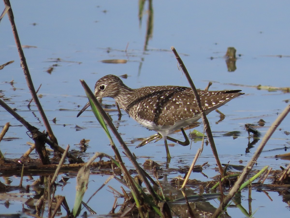 Solitary Sandpiper (solitaria) - ML618551241