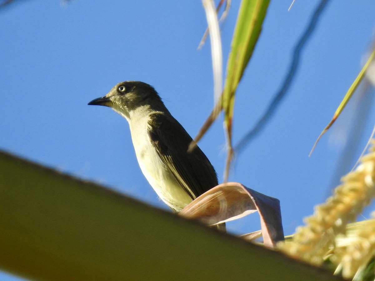 Sombre Greenbul - ML618551257