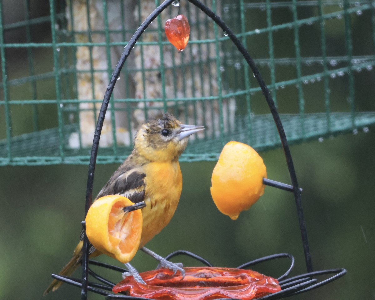 Baltimore Oriole - Rick&Peggy Price