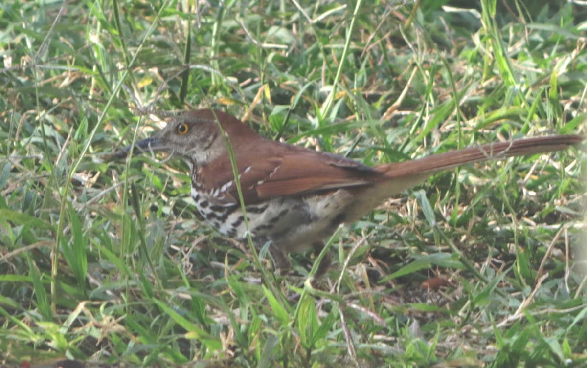 Brown Thrasher - ML618551267