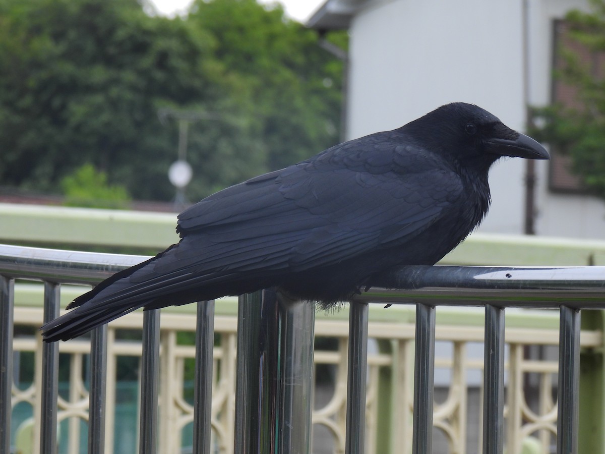 Carrion Crow - Anonymous