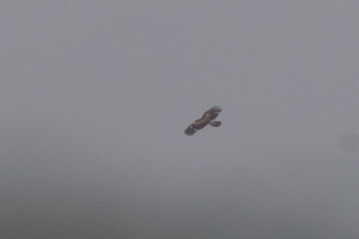 Oriental Honey-buzzard - Sidharth Srinivasan