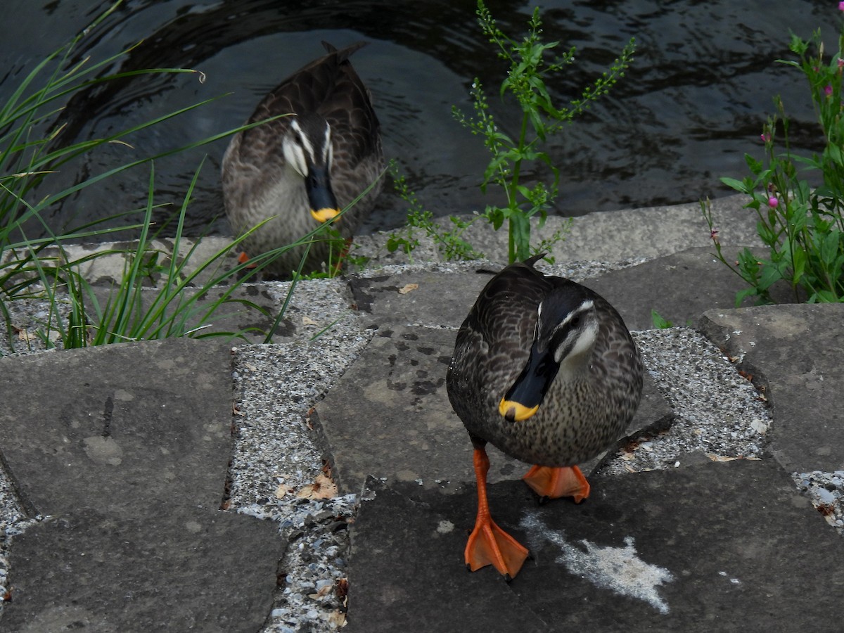 Eastern Spot-billed Duck - ML618551307