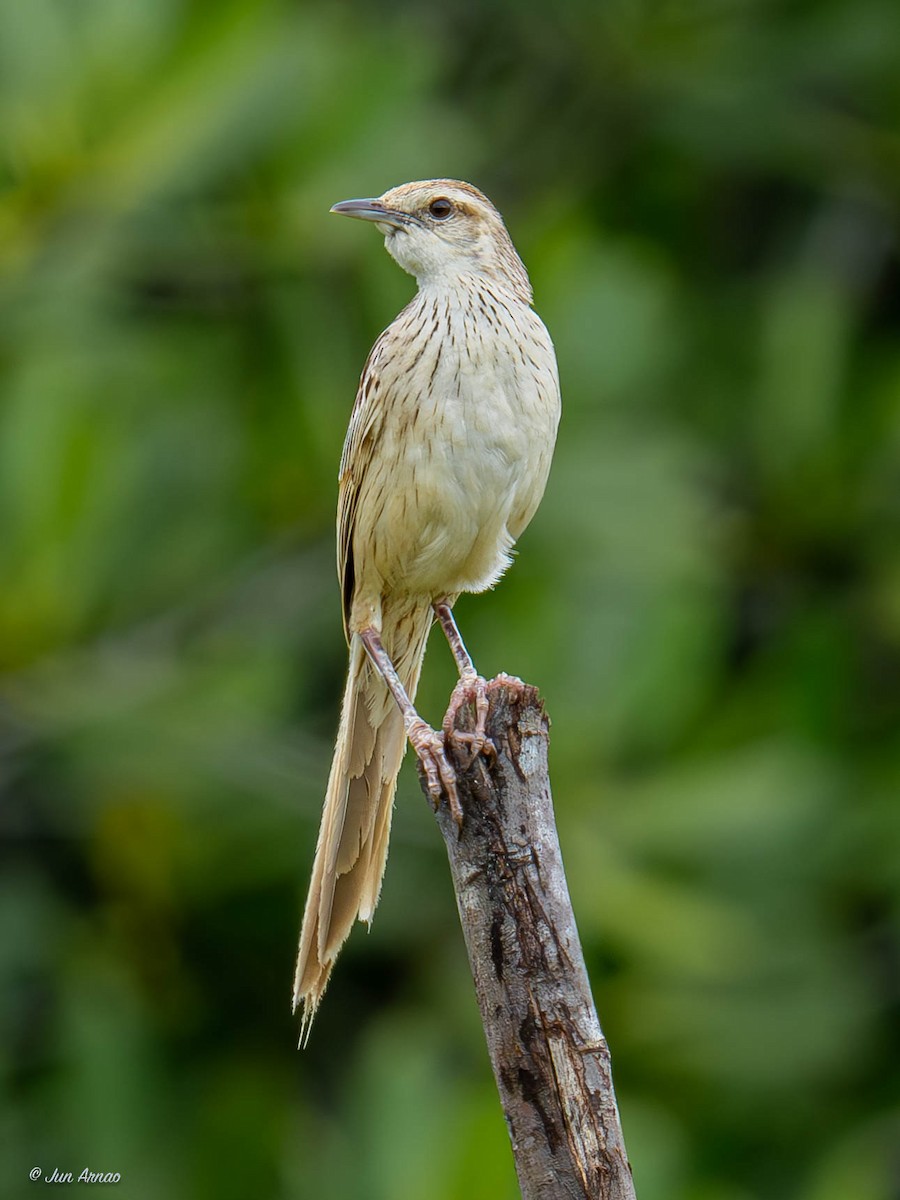 Striated Grassbird - ML618551338